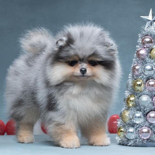Merle - Pomeranian Male