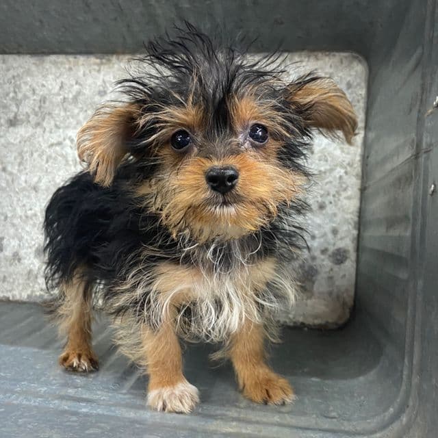PJ - Yorkshire Terrier Male