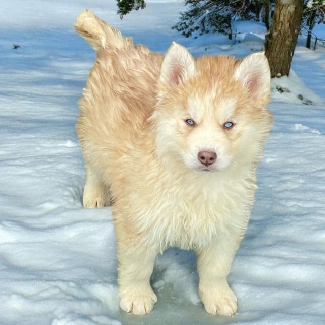 Cinnamon  - Siberian Husky Male