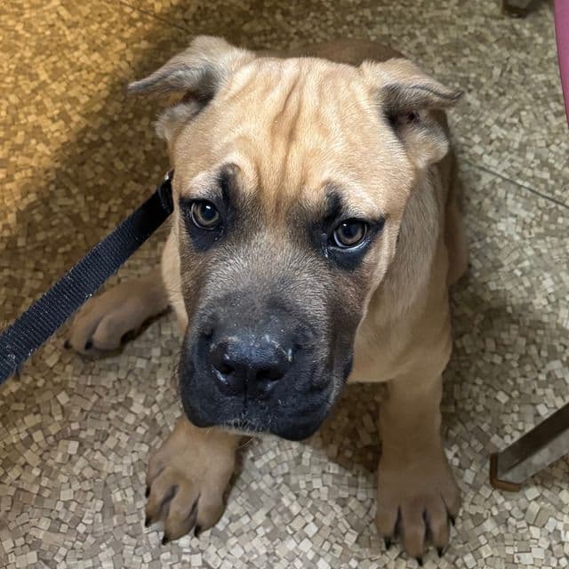 Leo - Cane Corso Male
