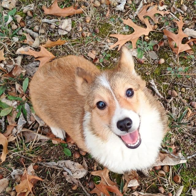 Maisie - Pembroke Welsh Corgi Female