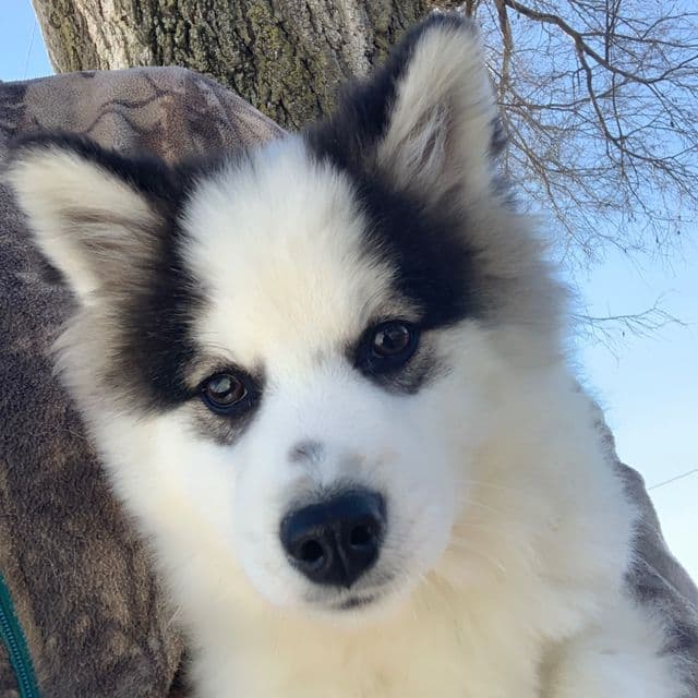  BEAUTIFUL TAZ - Miniature Husky Male