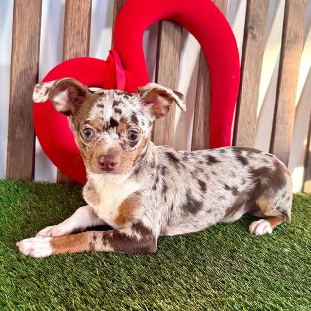 Cruz - Chihuahua Male