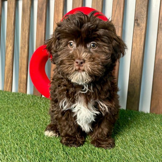 Antonio - Shih-Poo Male