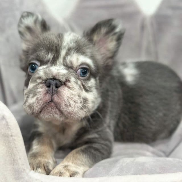GEORGIE - French Bulldog Male