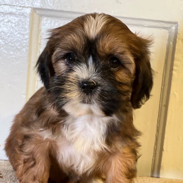 Windy - Shih Tzu Female