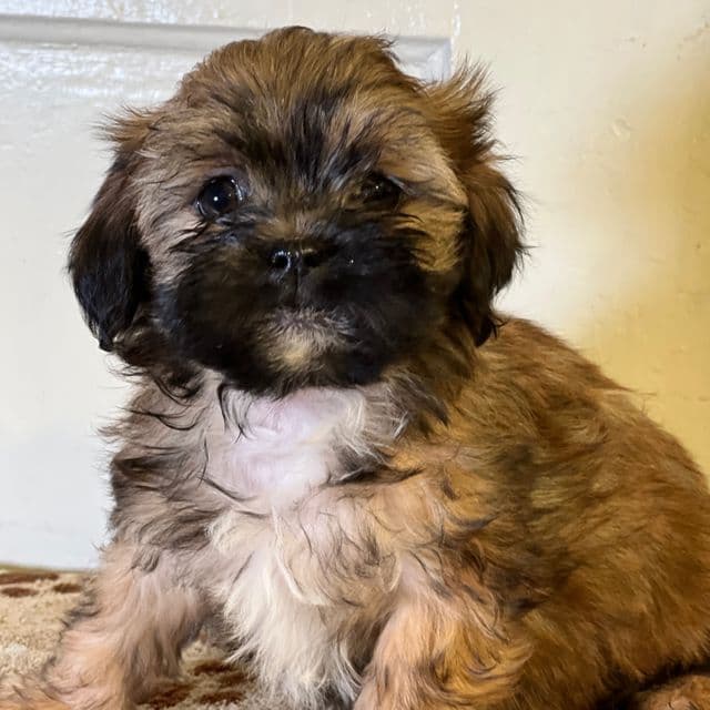 Wesson - Shih Tzu Male