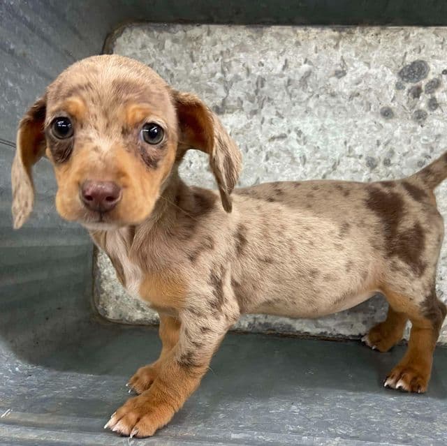 Mabel  - Dachshund Female