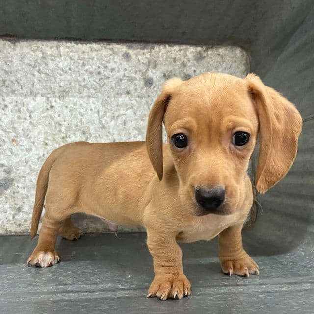 Miles - Dachshund Male