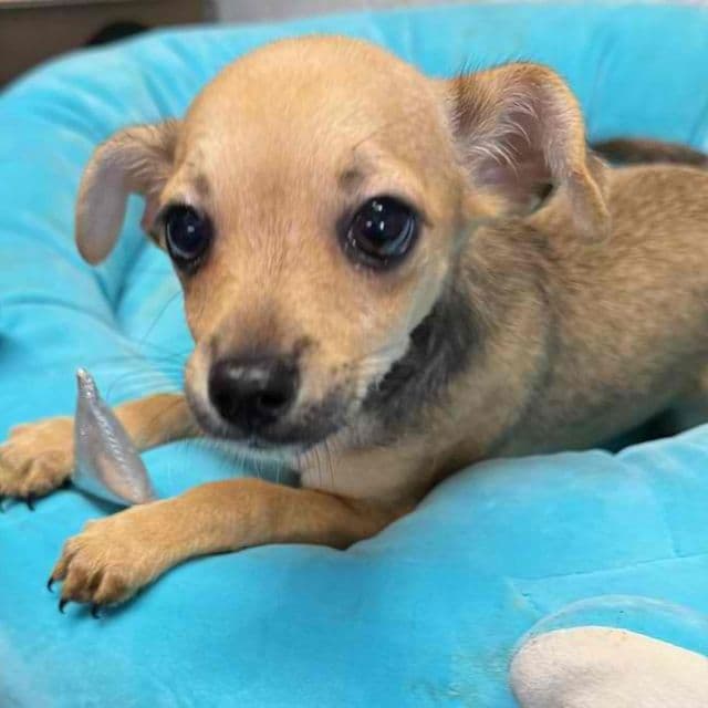 Penny - Chihuahua Female