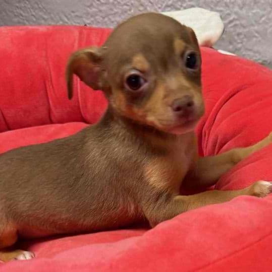 Betsy - Chihuahua Female