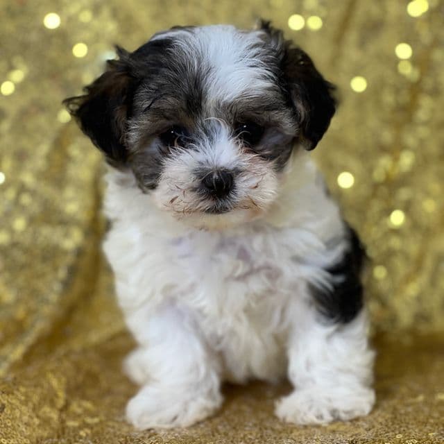 Krista - Morkie Female