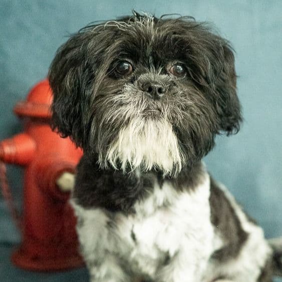 Rich - Shih Tzu Male