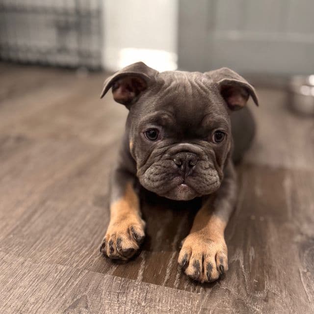 Pringle  - American Bully Male