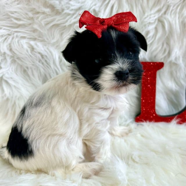 Dolly  - Yorkshire Terrier Female