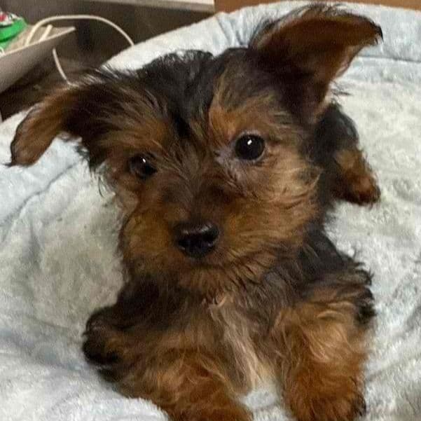 Axel - Yorkshire Terrier Female
