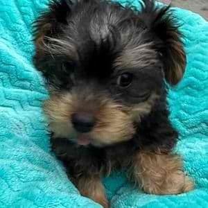 Stevie - Yorkshire Terrier Male
