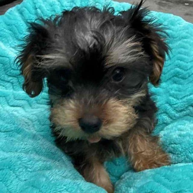 Shane - Yorkshire Terrier Male