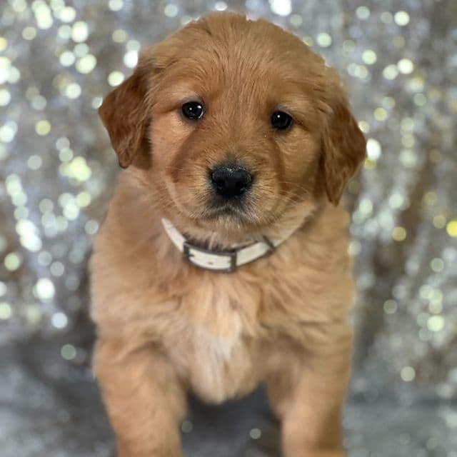 Linda - Golden Retriever Female