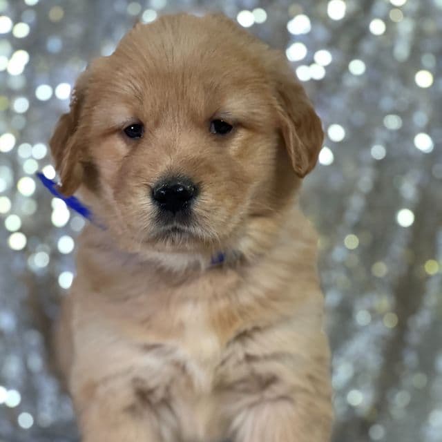 Lena - Golden Retriever Female