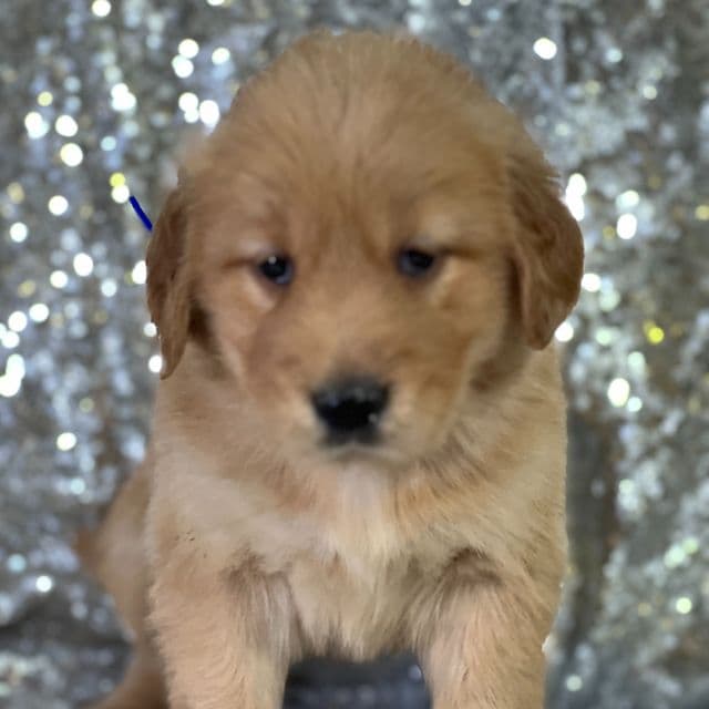 Laura - Golden Retriever Female