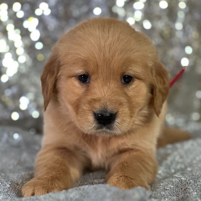 Lisa - Golden Retriever Female