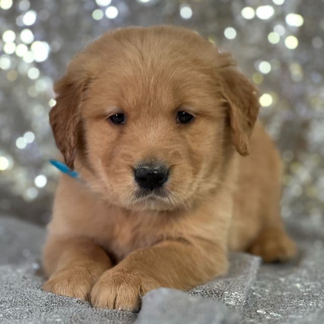 Leroy - Golden Retriever Male