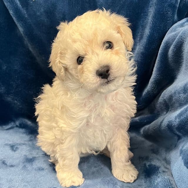Snow  - Toy Poodle Male