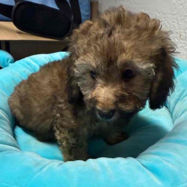 Alfie - Maltipoo Male