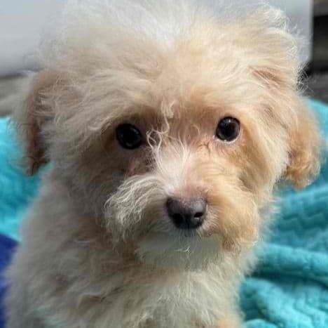 Cosmo - Maltipoo Male
