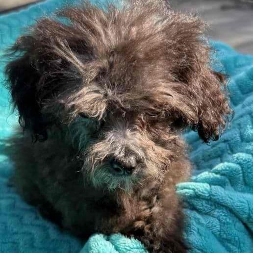 Charlie - Maltipoo Male