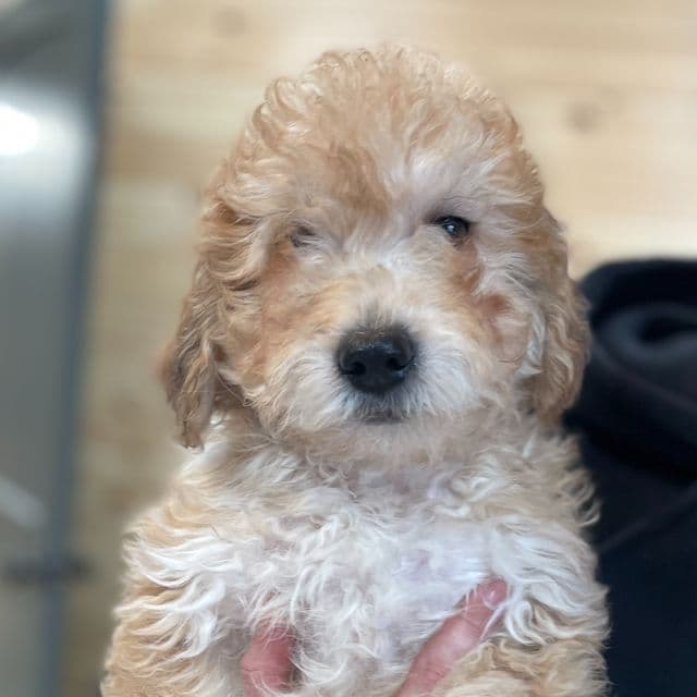 Teddy - Toy Poodle Male