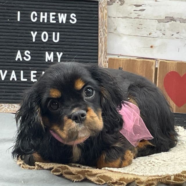 Jewel - Cavalier King Charles Spaniel Female