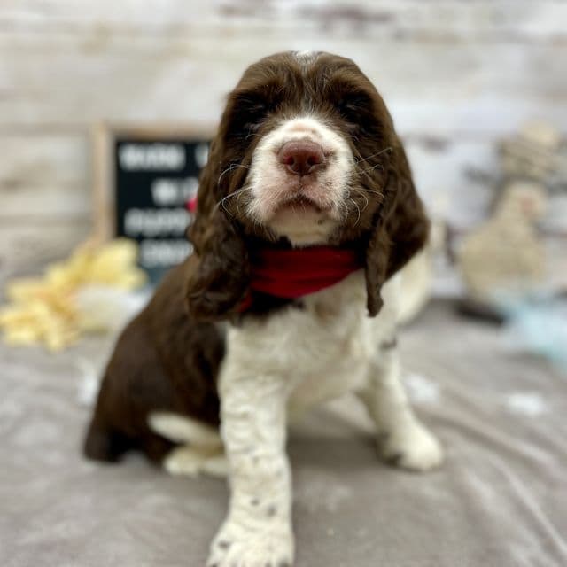 Henna - English Springer Spaniel Female