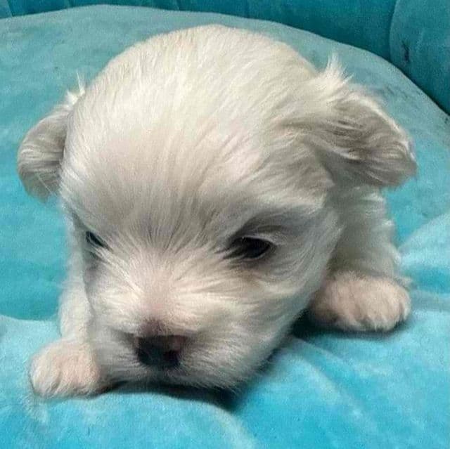 Alex - Maltese Male
