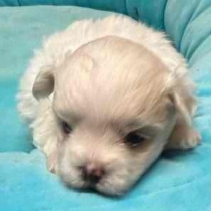 Tyler - Maltese Male