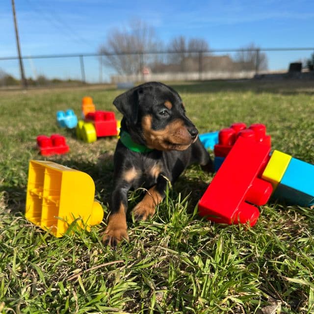 Georgia 7 - Miniature Pinscher Female