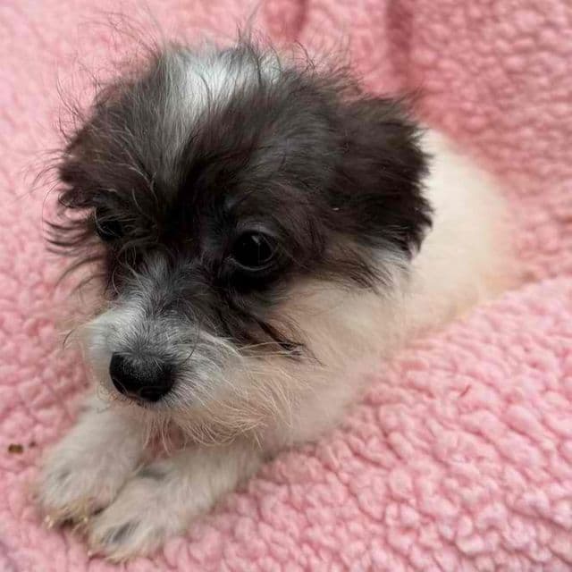 Gia - Morkie Female