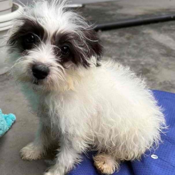 Gina - Morkie Female