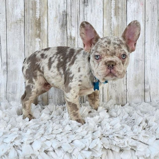 Jax - French Bulldog Male