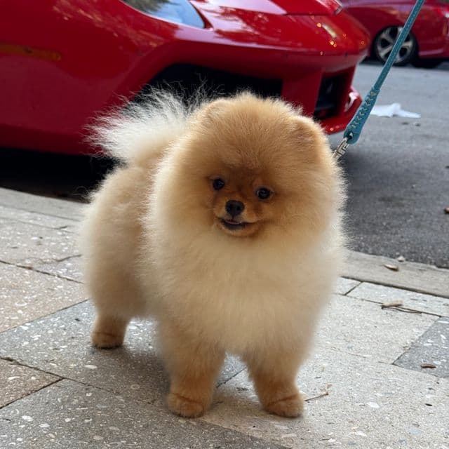 ROXY - Pomeranian Male