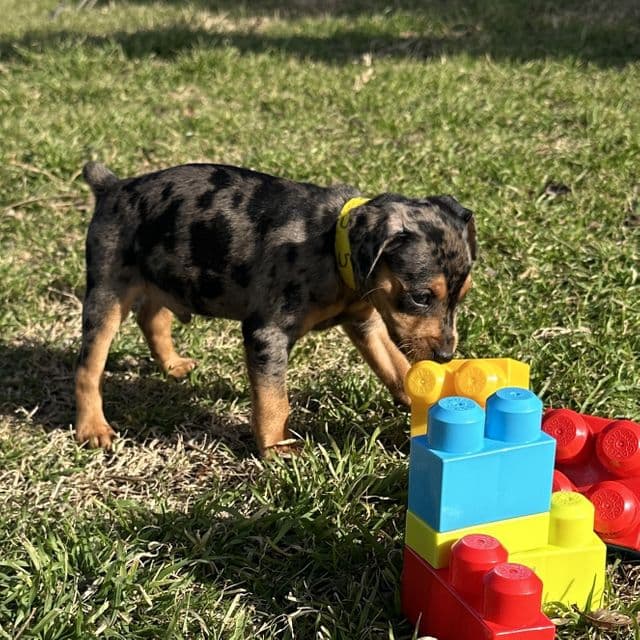 Komodo 5 - Miniature Pinscher Male