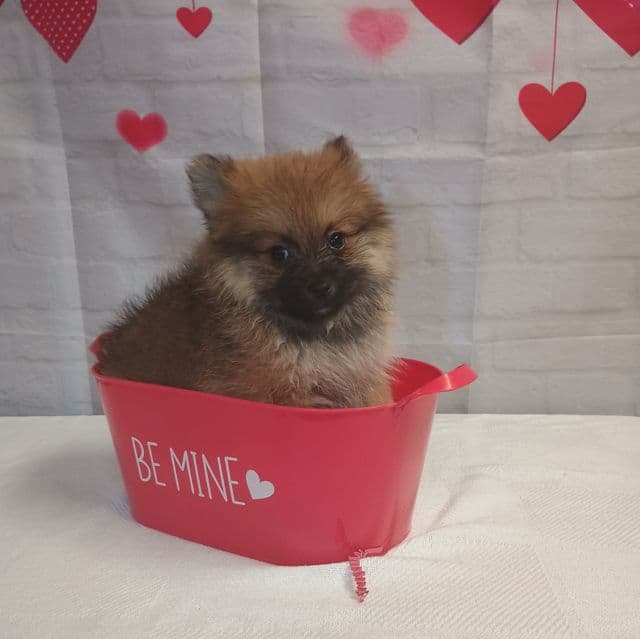 Patti - Pomeranian Female