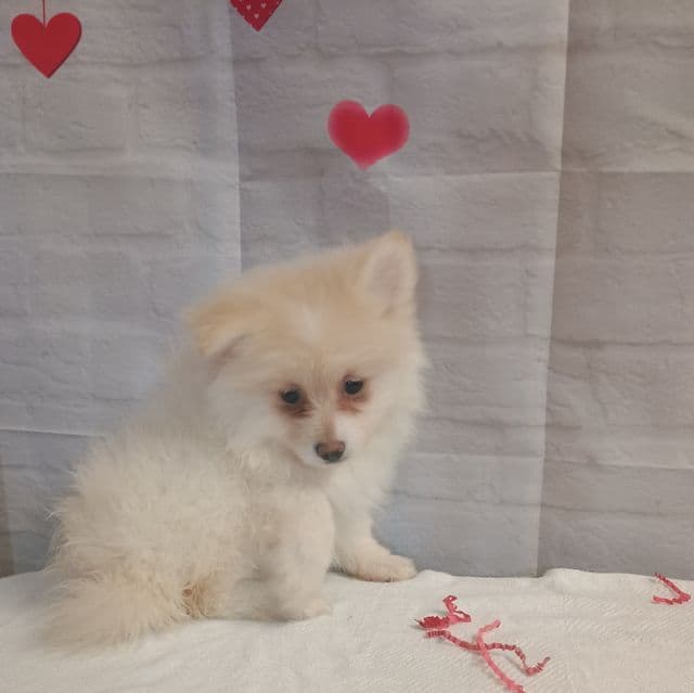 Polly - Pomeranian Female