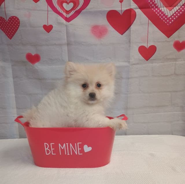 Pete - Pomeranian Male