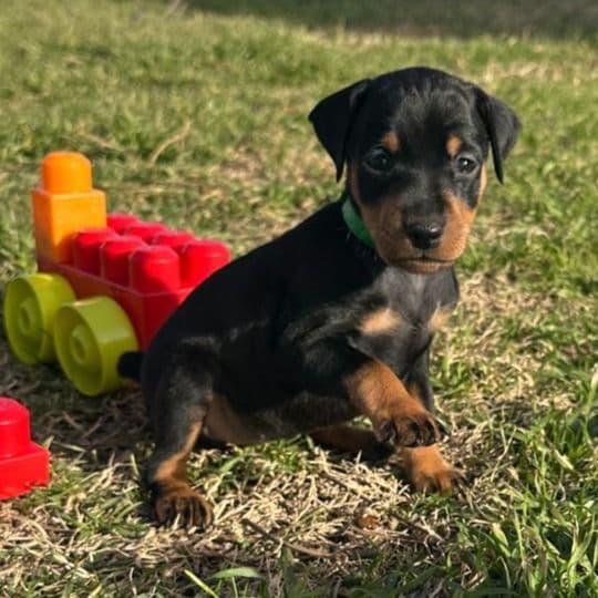 Haydie 8 - Miniature Pinscher Female