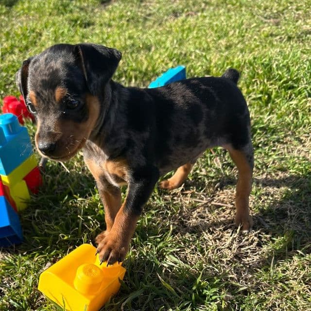 Auto 1 - Miniature Pinscher Male