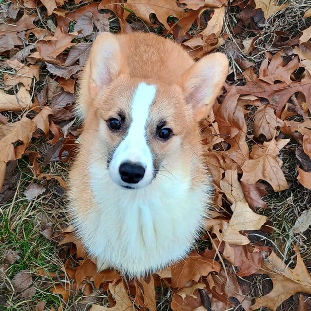 Kolby - Pembroke Welsh Corgi Male