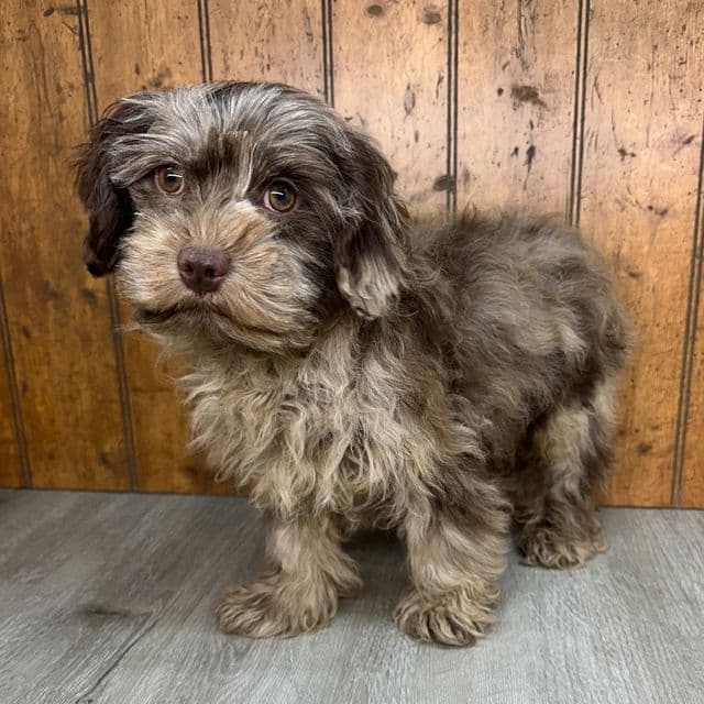 Prudence - Cavapoo Female
