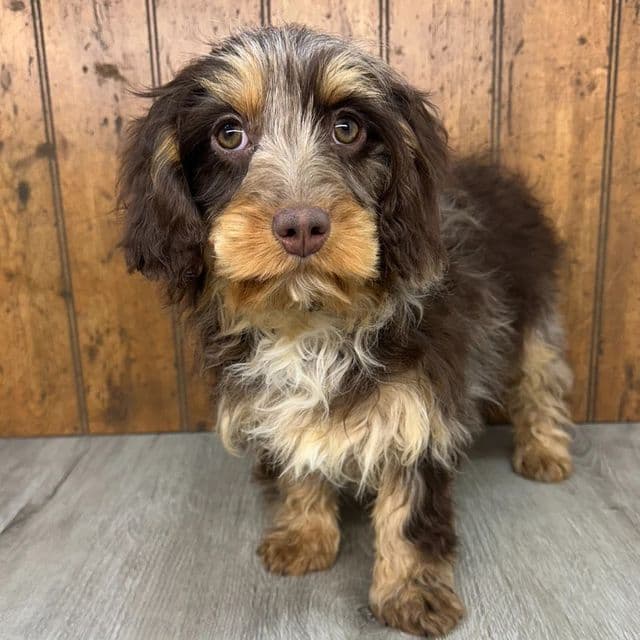 Piper - Cavapoo Female
